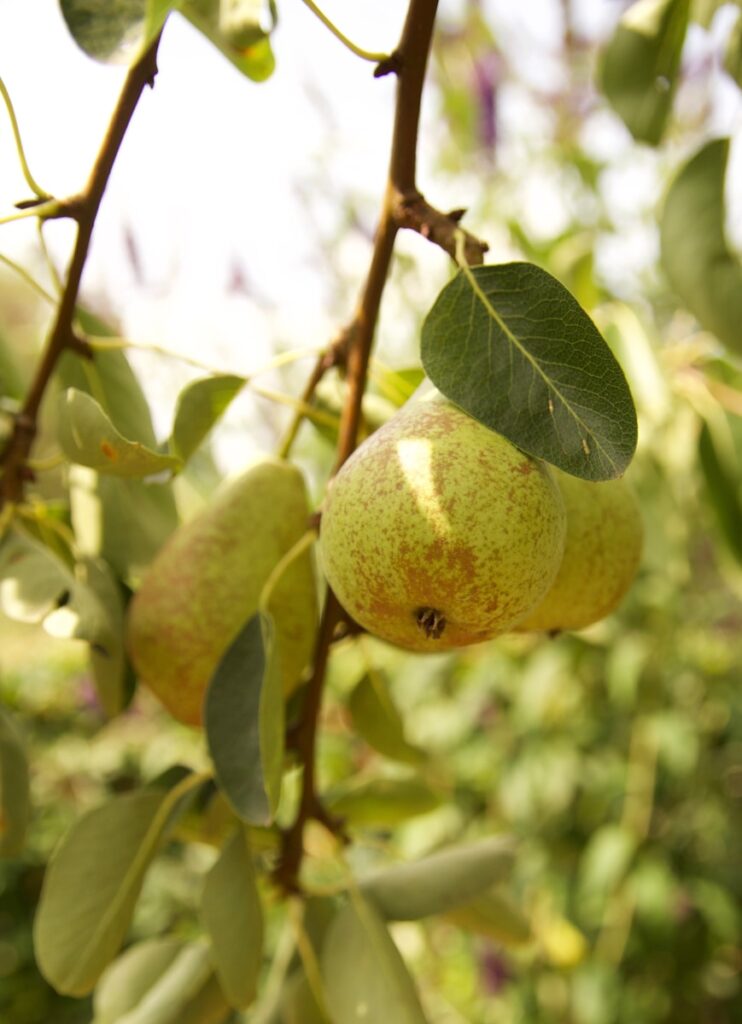 producteur poire verger allier 03