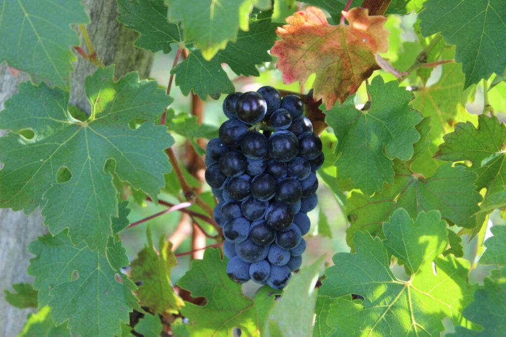 production jus de raisin allier 03
