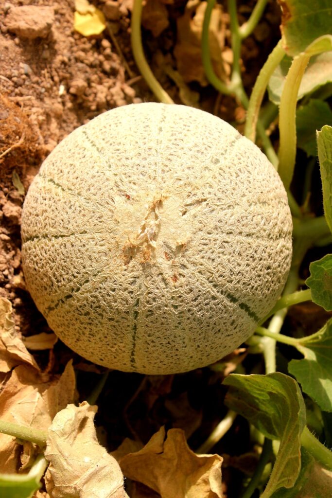 vente directe melon saint pourcain sur sioule 03
